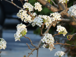 Fall Flowers_2